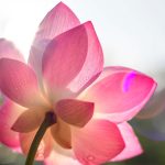 Νέα Τμήματα 2025-2026: Εκπαίδευση στην Εσωτέρα Ψυχολογία και τον Αποκρυφιστικό Διαλογισμό