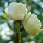 Νέος Κύκλος Σεμιναρίων Προσωπικής Ανάπτυξης και Εσωτερικής Διδασκαλίας για την Αληθινή Σημασία του Σεξ